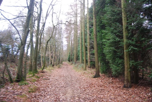 Bringewood Mountain Bike Trails