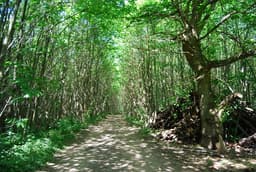 Mereworth Woods Mountain Biking