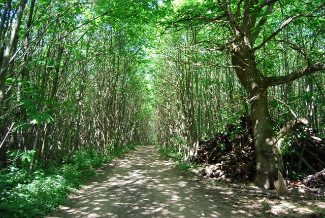 Mereworth Woods Mountain Biking
