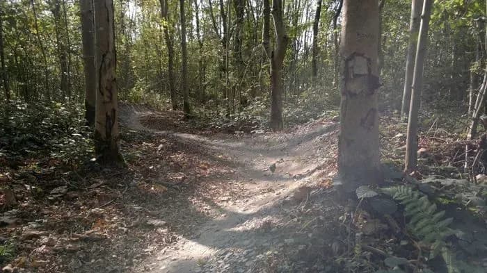 Ashton Court and Leigh Woods Mountain Bike Trails