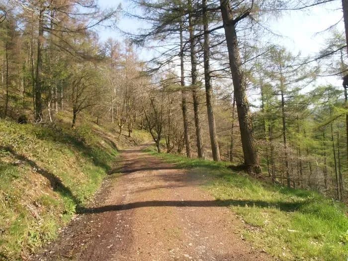 Crychan Forest