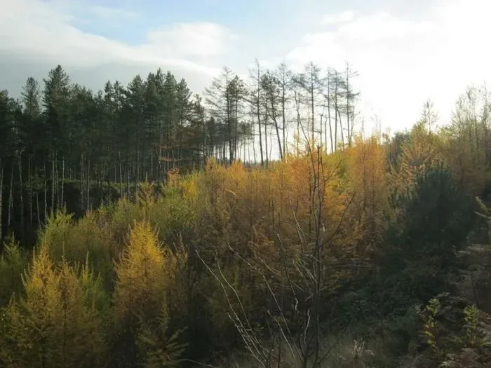 Hanchurch Woods